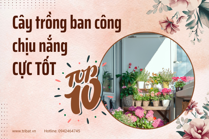 TOP 10 CÂY TRỒNG BAN CÔNG CHỊU NẮNG CỰC TỐT BẠN ĐÃ BIẾT?