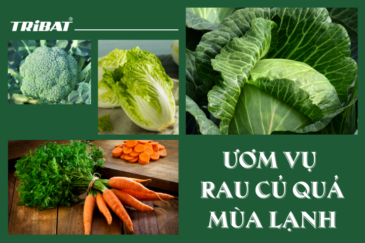 ƯƠM VỤ RAU CỦ QUẢ MÙA LẠNH