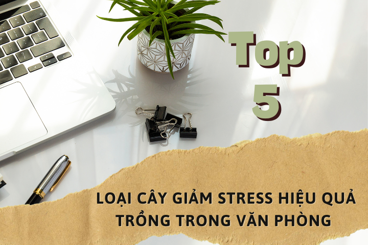 TOP 5 LOẠI CÂY GIẢM STRESS HIỆU QUẢ TRỒNG TRONG VĂN PHÒNG
