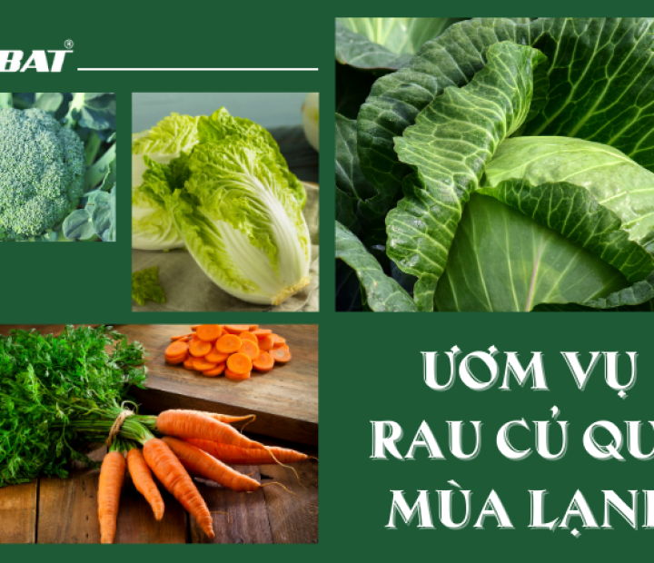 ƯƠM VỤ RAU CỦ QUẢ MÙA LẠNH